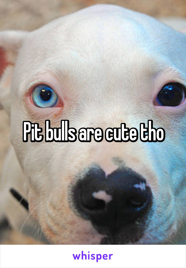 Pit bulls are cute tho