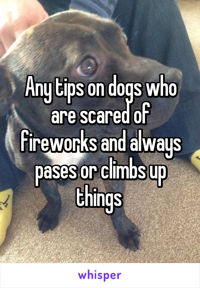 Any tips on dogs who are scared of fireworks and always pases or climbs up things 