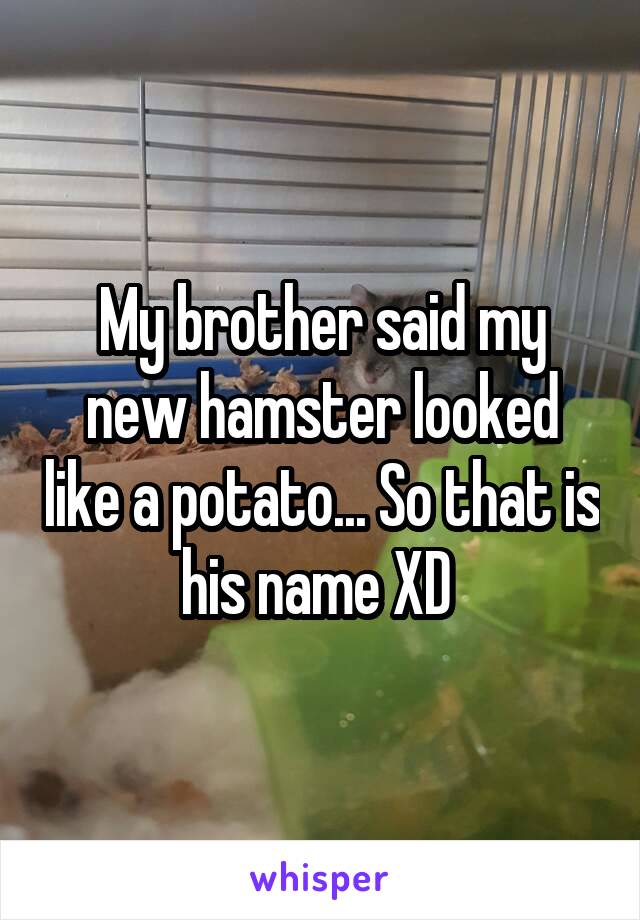 My brother said my new hamster looked like a potato... So that is his name XD 