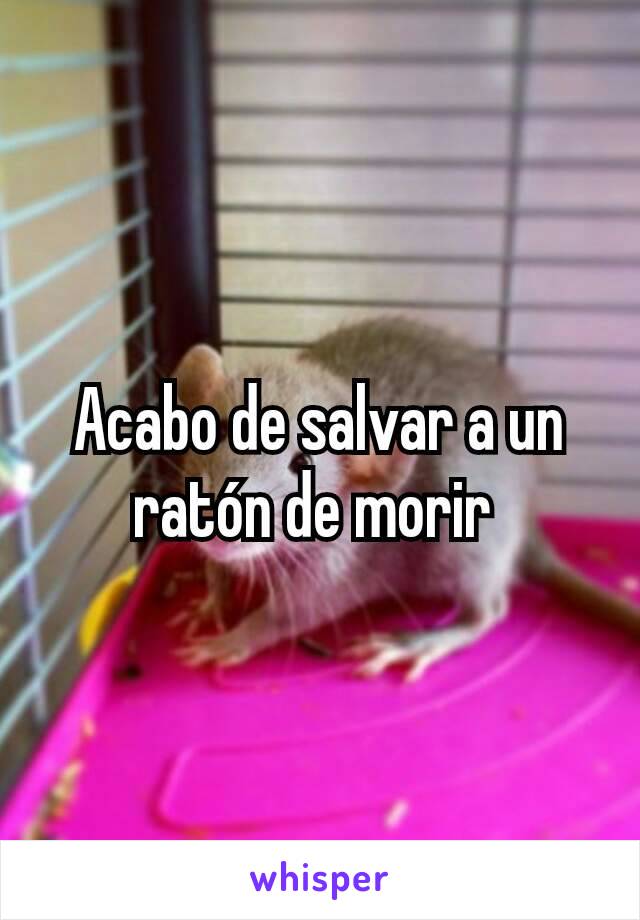 Acabo de salvar a un ratón de morir 