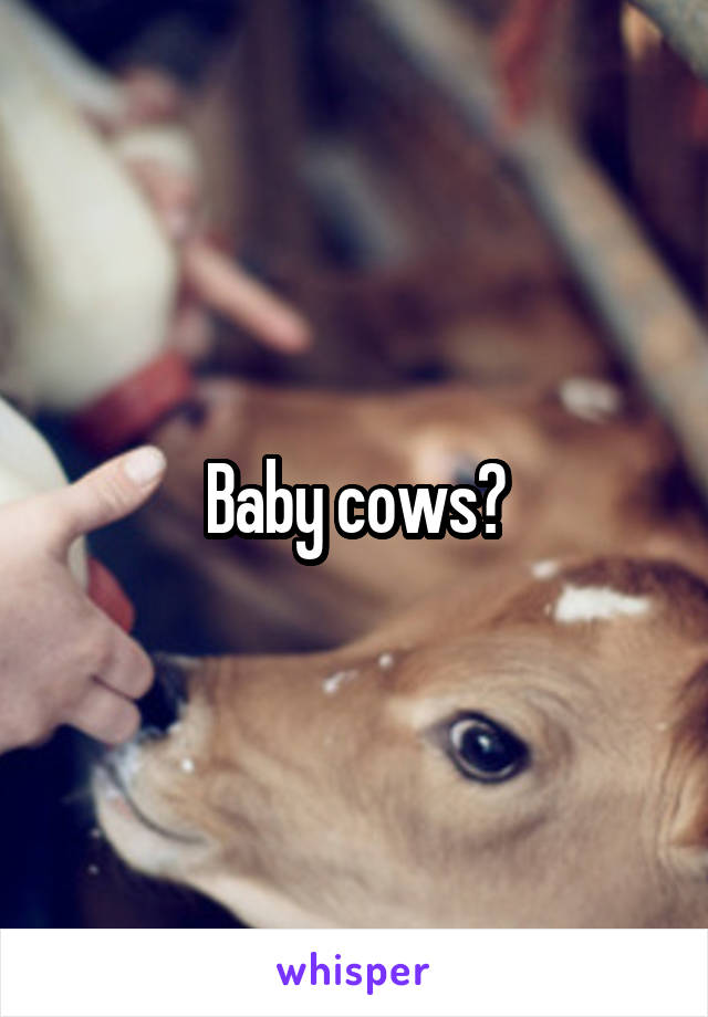 Baby cows?