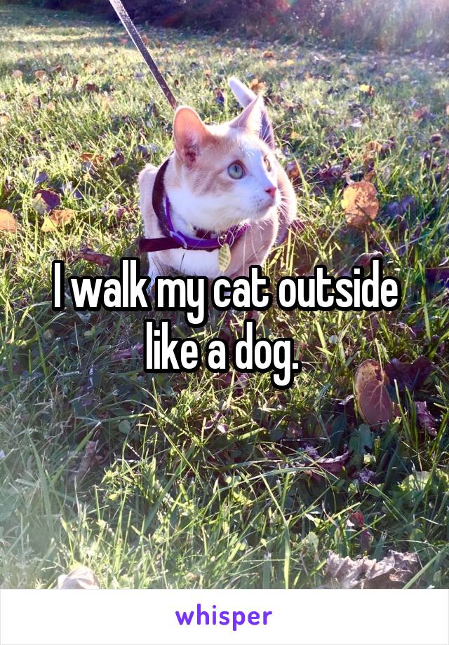 I walk my cat outside like a dog. 