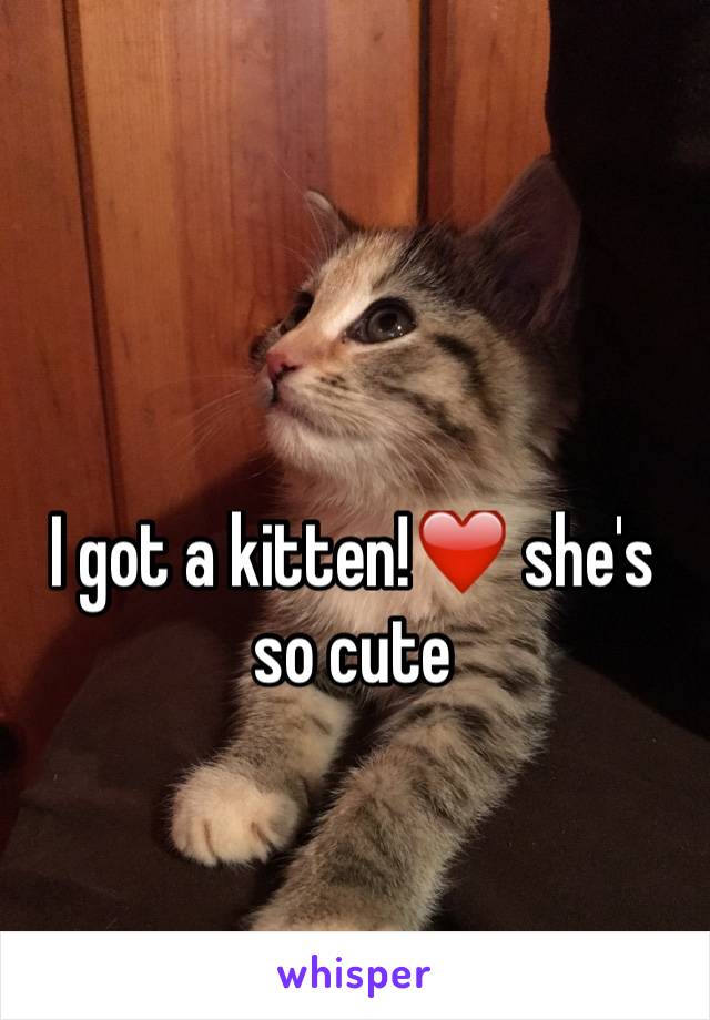 I got a kitten!❤️ she's so cute 