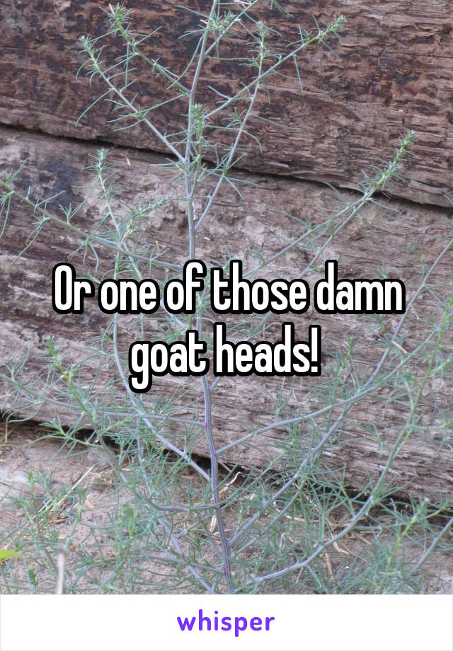 Or one of those damn goat heads! 