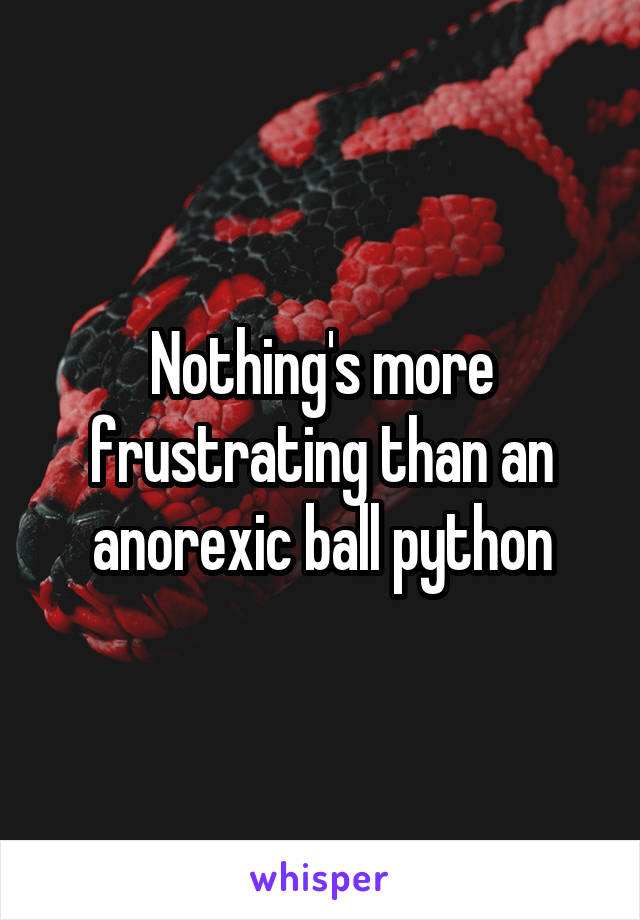 Nothing's more frustrating than an anorexic ball python