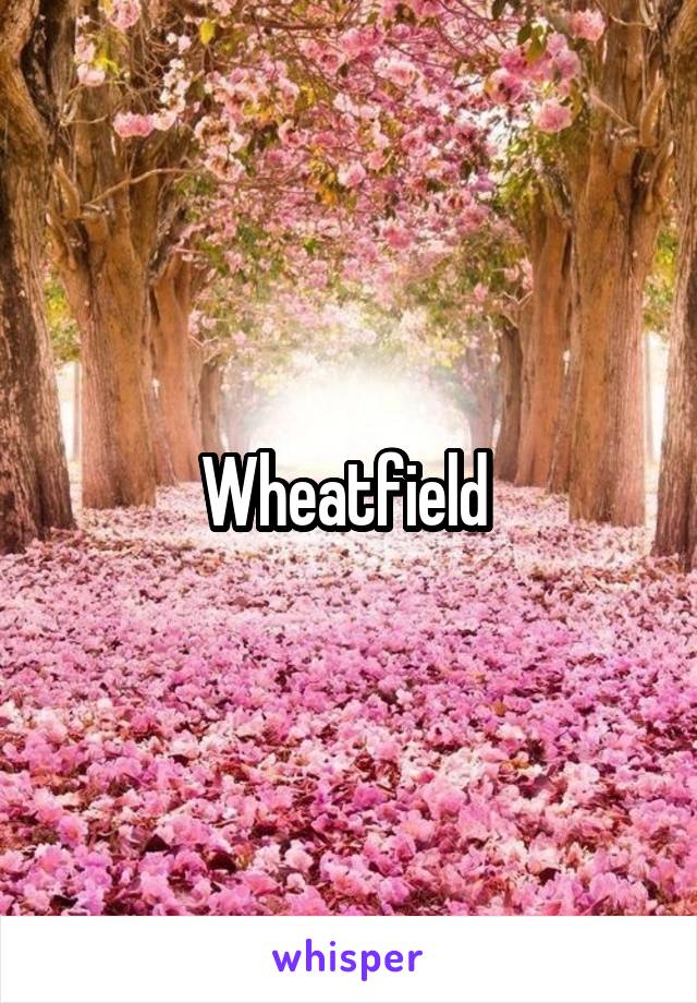 Wheatfield 