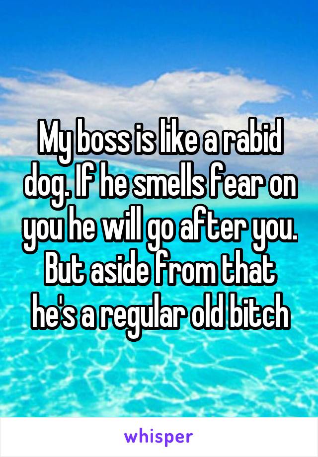 My boss is like a rabid dog. If he smells fear on you he will go after you. But aside from that he's a regular old bitch