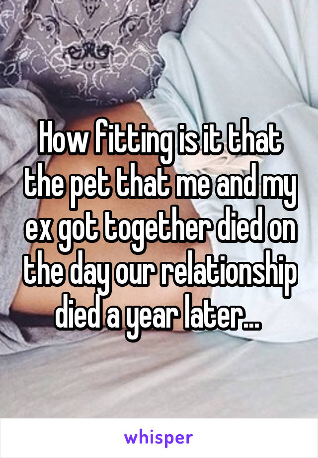 How fitting is it that the pet that me and my ex got together died on the day our relationship died a year later... 