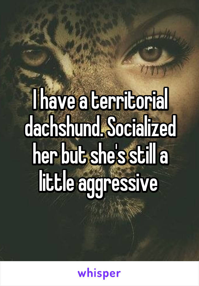 I have a territorial dachshund. Socialized her but she's still a little aggressive 