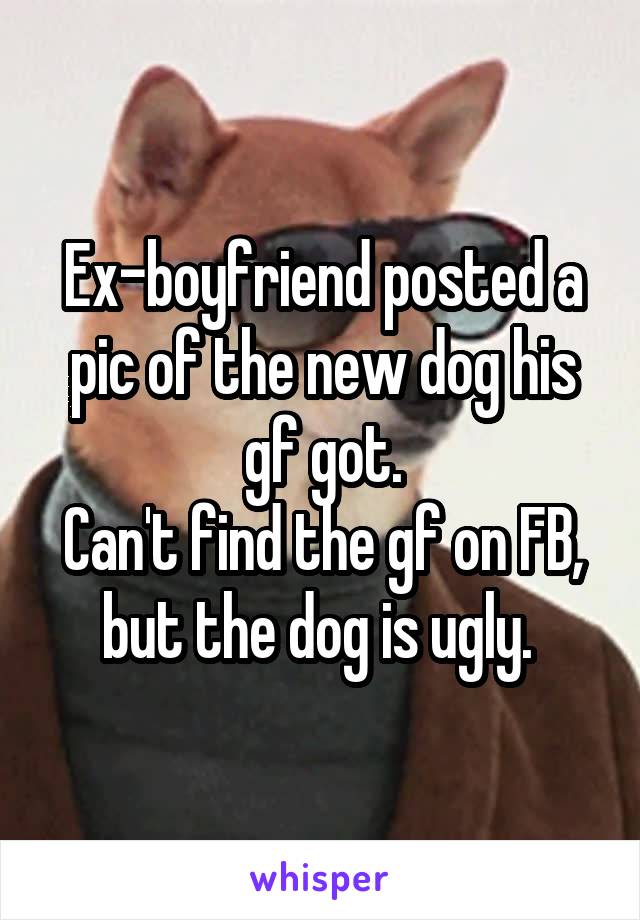 Ex-boyfriend posted a pic of the new dog his gf got.
Can't find the gf on FB, but the dog is ugly. 