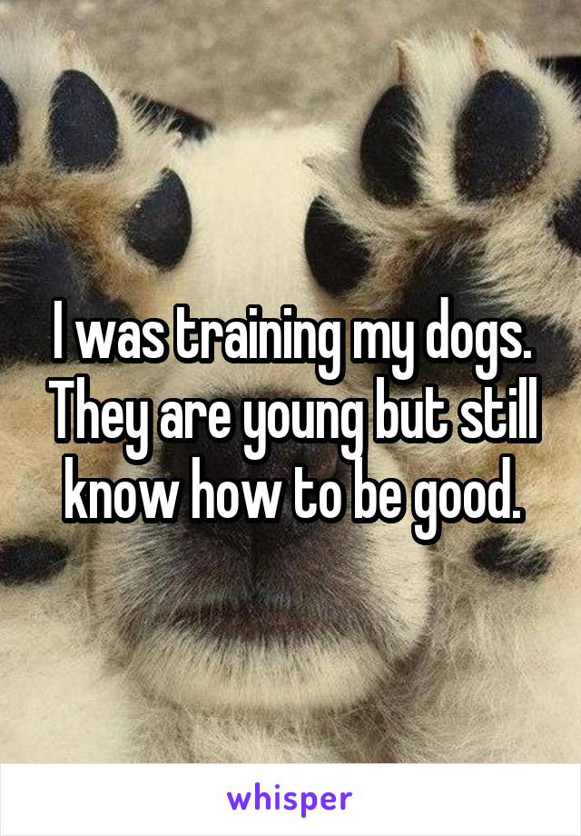 I was training my dogs. They are young but still know how to be good.