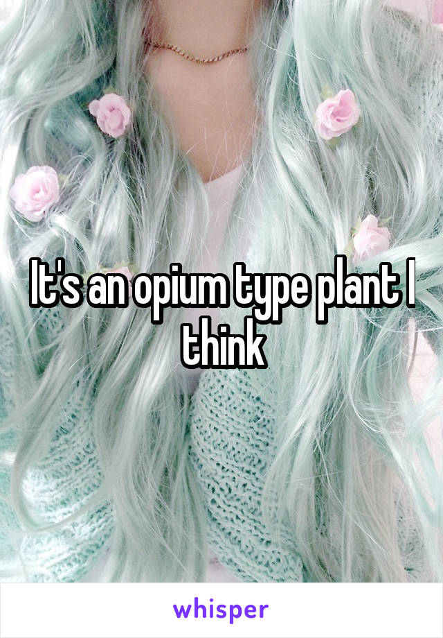 It's an opium type plant I think