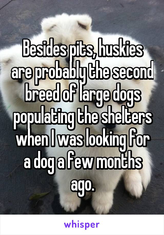 Besides pits, huskies are probably the second breed of large dogs populating the shelters when I was looking for a dog a few months ago.