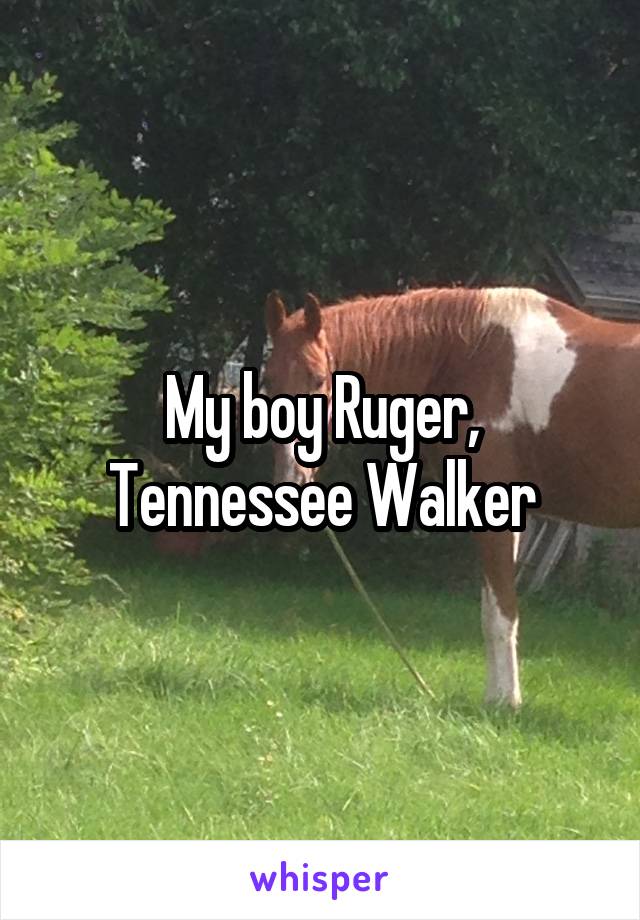 My boy Ruger, Tennessee Walker