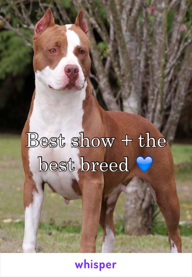 Best show + the best breed 💙