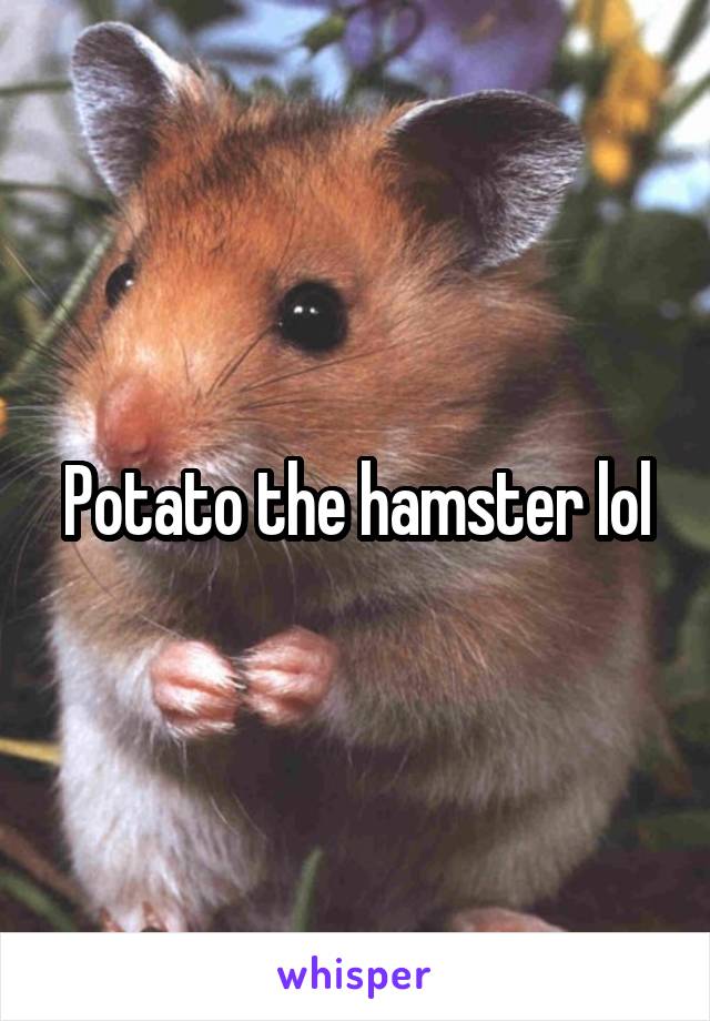 Potato the hamster lol