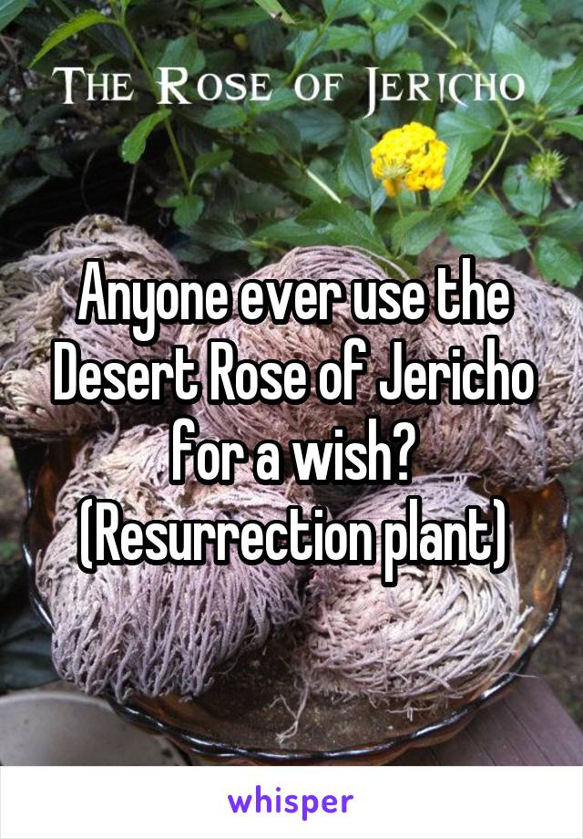 Anyone ever use the Desert Rose of Jericho for a wish? (Resurrection plant)