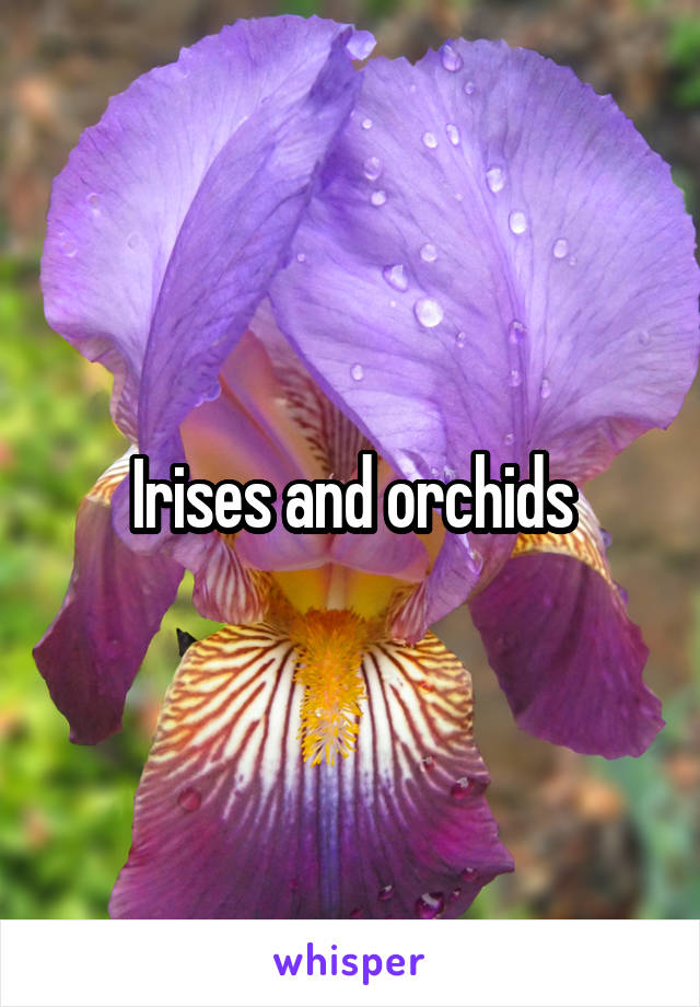 Irises and orchids