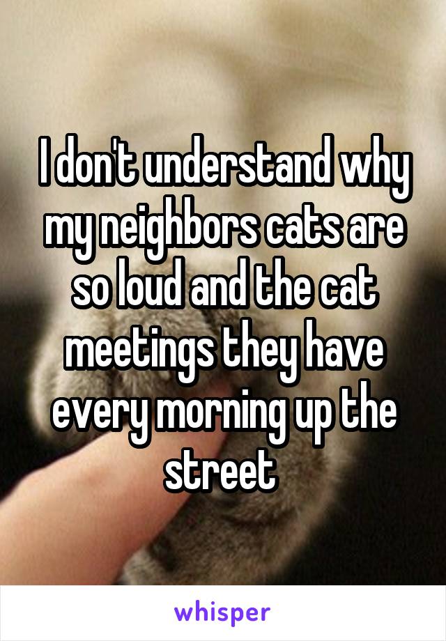 I don't understand why my neighbors cats are so loud and the cat meetings they have every morning up the street 