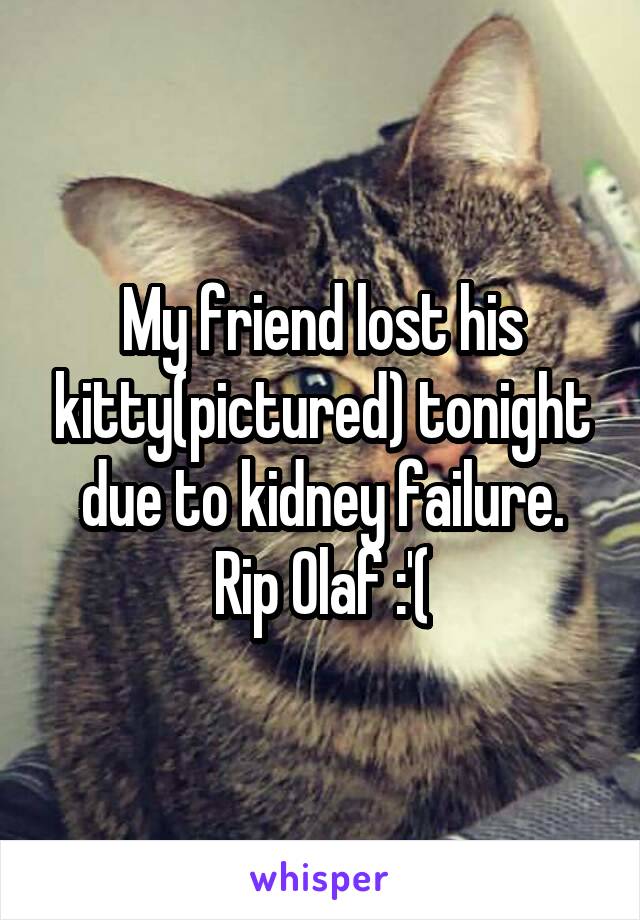 My friend lost his kitty(pictured) tonight due to kidney failure. Rip Olaf :'(