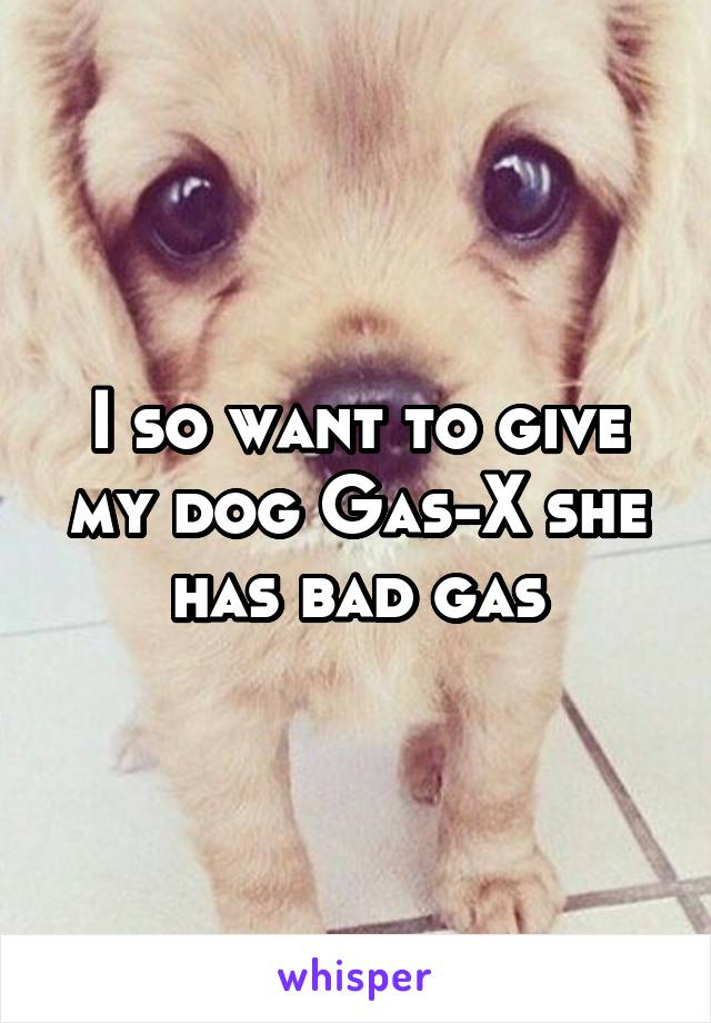 I so want to give my dog Gas-X she has bad gas