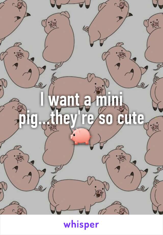 I want a mini pig...they're so cute 🐖