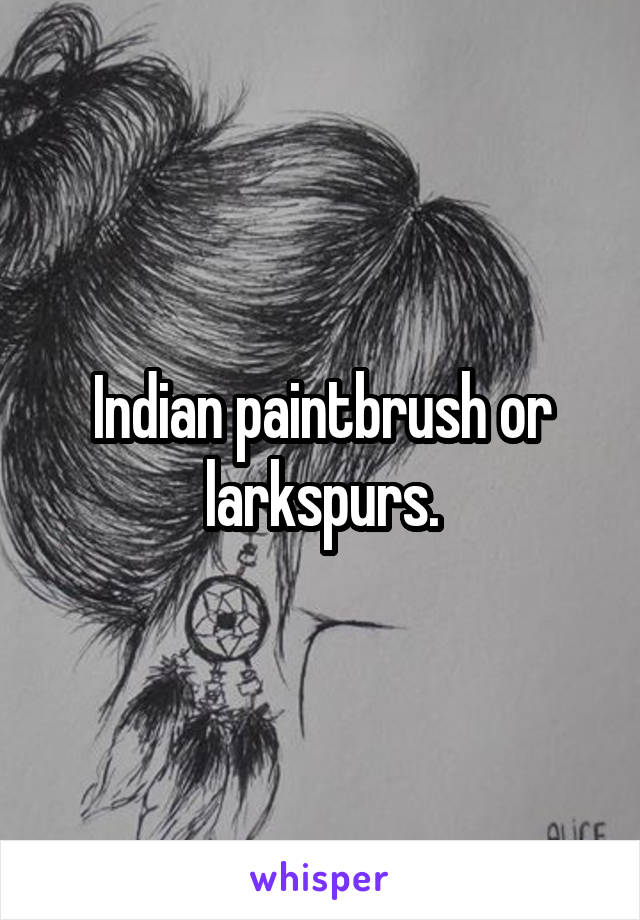 Indian paintbrush or larkspurs.