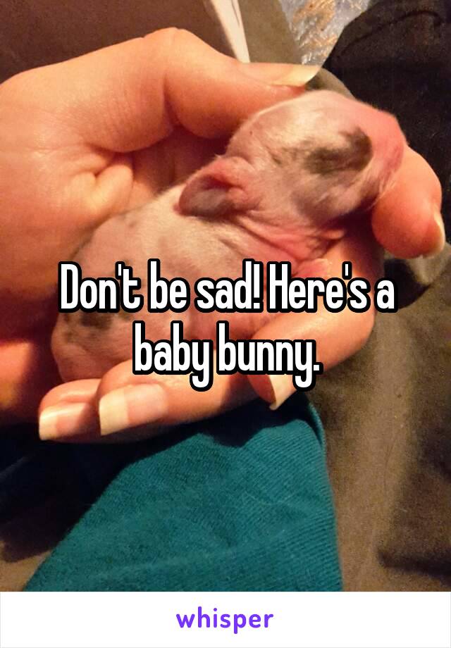 Don't be sad! Here's a baby bunny.