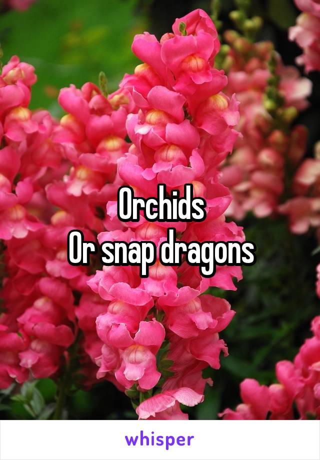 Orchids
Or snap dragons