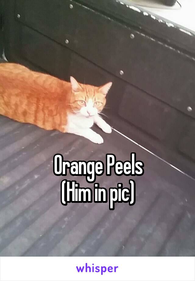 


Orange Peels
(Him in pic)