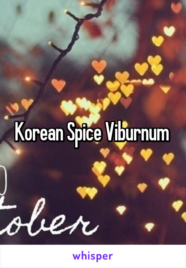 Korean Spice Viburnum 