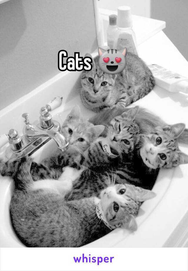 Cats 😻