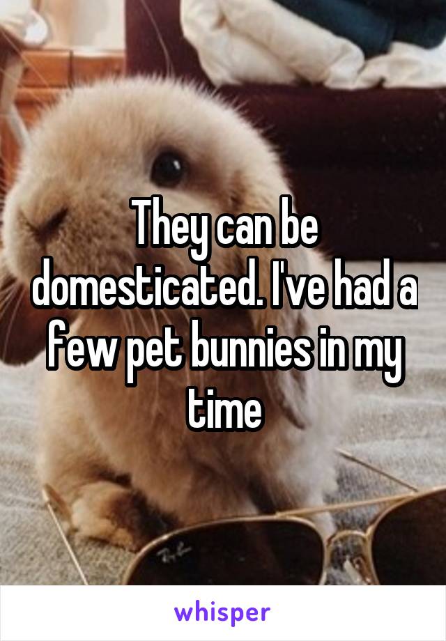 They can be domesticated. I've had a few pet bunnies in my time