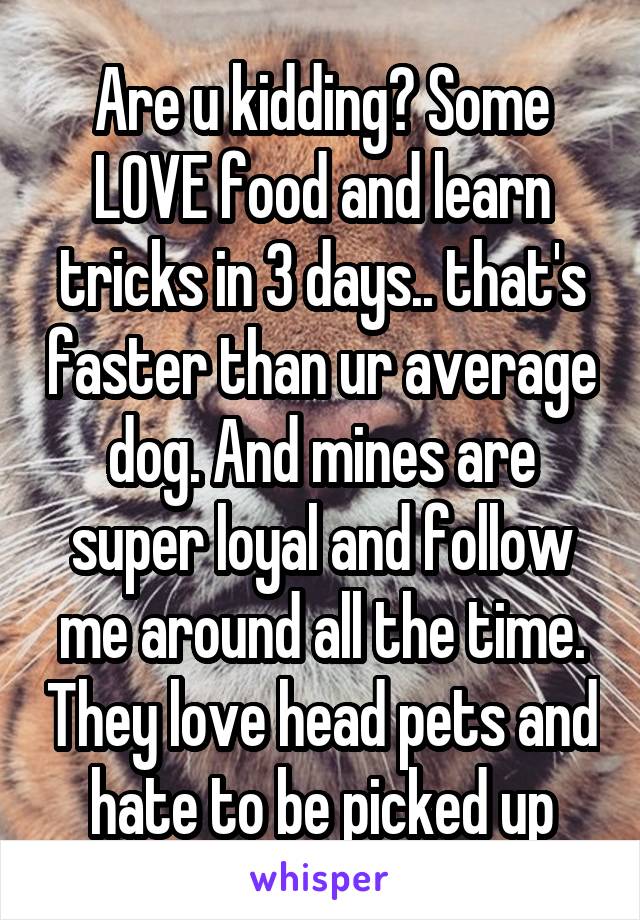 Are u kidding? Some LOVE food and learn tricks in 3 days.. that's faster than ur average dog. And mines are super loyal and follow me around all the time. They love head pets and hate to be picked up