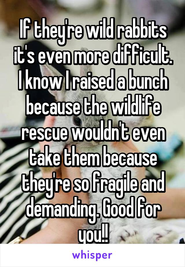 If they're wild rabbits it's even more difficult. I know I raised a bunch because the wildlife rescue wouldn't even take them because they're so fragile and demanding. Good for you!!