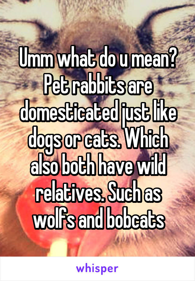 Umm what do u mean? Pet rabbits are domesticated just like dogs or cats. Which also both have wild relatives. Such as wolfs and bobcats