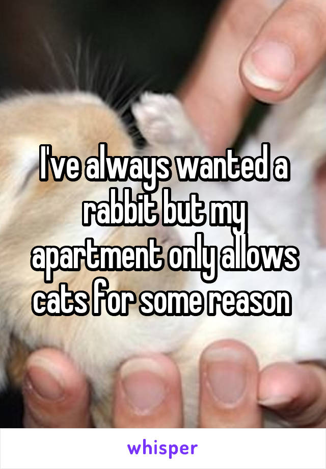 I've always wanted a rabbit but my apartment only allows cats for some reason 