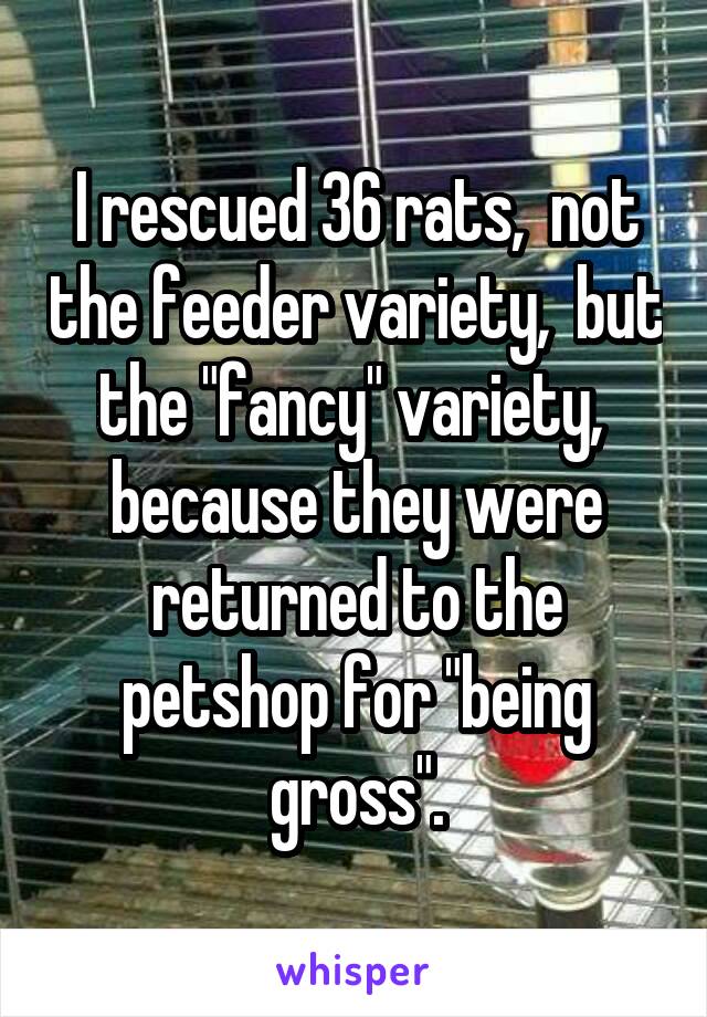 I rescued 36 rats,  not the feeder variety,  but the "fancy" variety,  because they were returned to the petshop for "being gross".