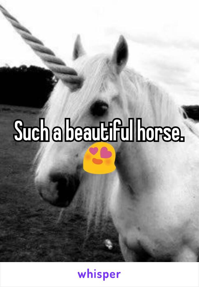 Such a beautiful horse. 😍