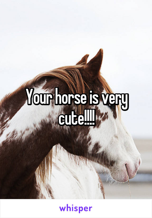 Your horse is very cute!!!!