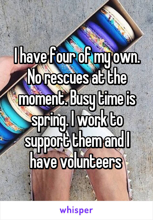 I have four of my own. No rescues at the moment. Busy time is spring. I work to support them and I have volunteers 