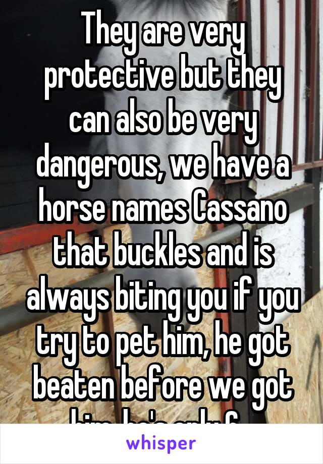 They are very protective but they can also be very dangerous, we have a horse names Cassano that buckles and is always biting you if you try to pet him, he got beaten before we got him, he's only 6...