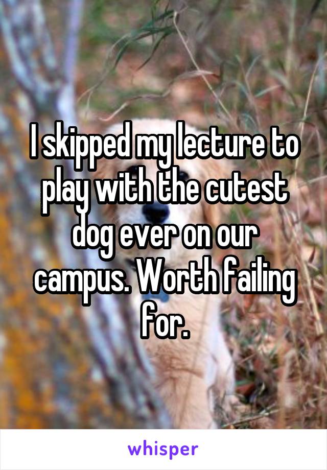 I skipped my lecture to play with the cutest dog ever on our campus. Worth failing for.