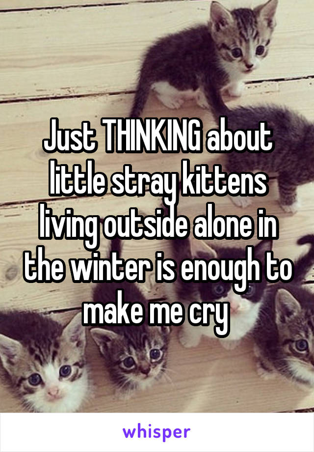 Just THINKING about little stray kittens living outside alone in the winter is enough to make me cry 