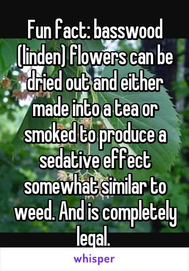 Fun fact: basswood (linden) flowers can be dried out and either made into a tea or smoked to produce a sedative effect somewhat similar to weed. And is completely legal. 