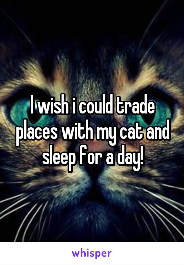 I wish i could trade places with my cat and sleep for a day!