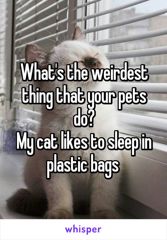 What's the weirdest thing that your pets do?
My cat likes to sleep in plastic bags 