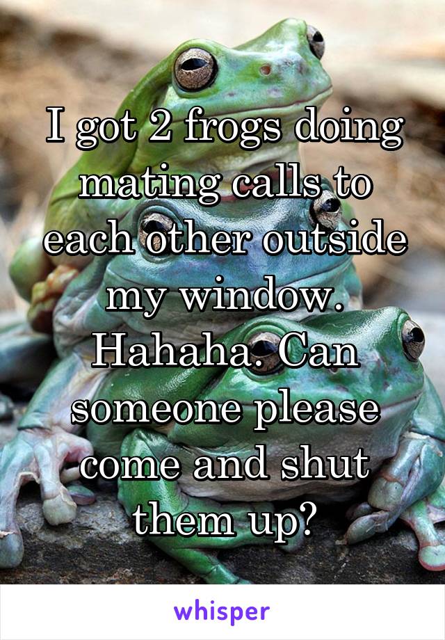 I got 2 frogs doing mating calls to each other outside my window. Hahaha. Can someone please come and shut them up?