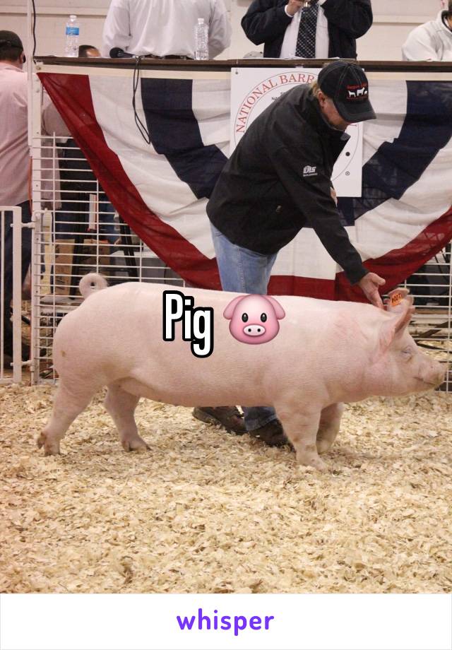 Pig 🐷 