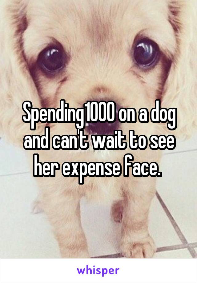 Spending1000 on a dog and can't wait to see her expense face. 